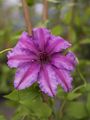 Clematis Barbara Dibley-1 Powojnik